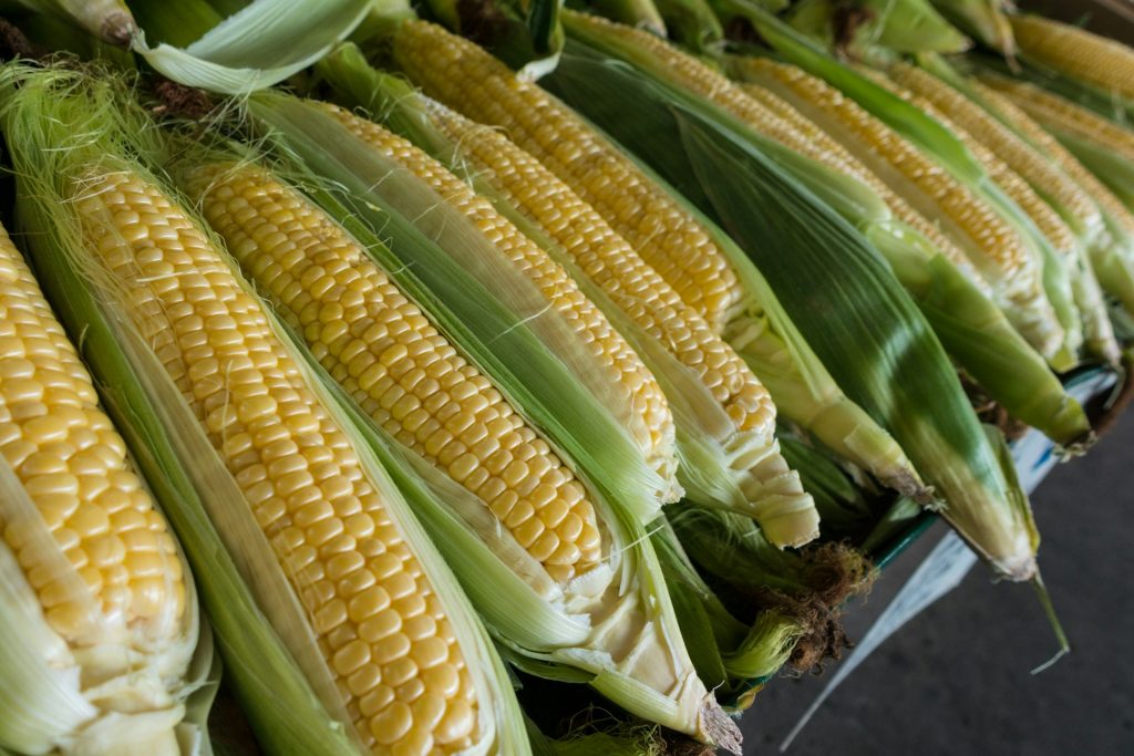 México Delinea su Futuro: Apuestas Estratégicas en Energía y Agricultura